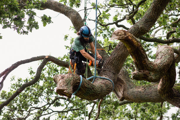 Best Seasonal Cleanup (Spring/Fall)  in Carlyss, LA